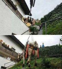 Kuh- und Pferdetransportgurt Kong WAKA